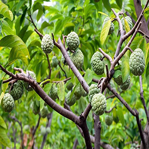 QAUZUY GARDEN Seeds - 20 Premium Custard Apple Buddha's Head Sugar Apple Sitafal Annona Cherimoya Fruit Tree Seed Non -GMO