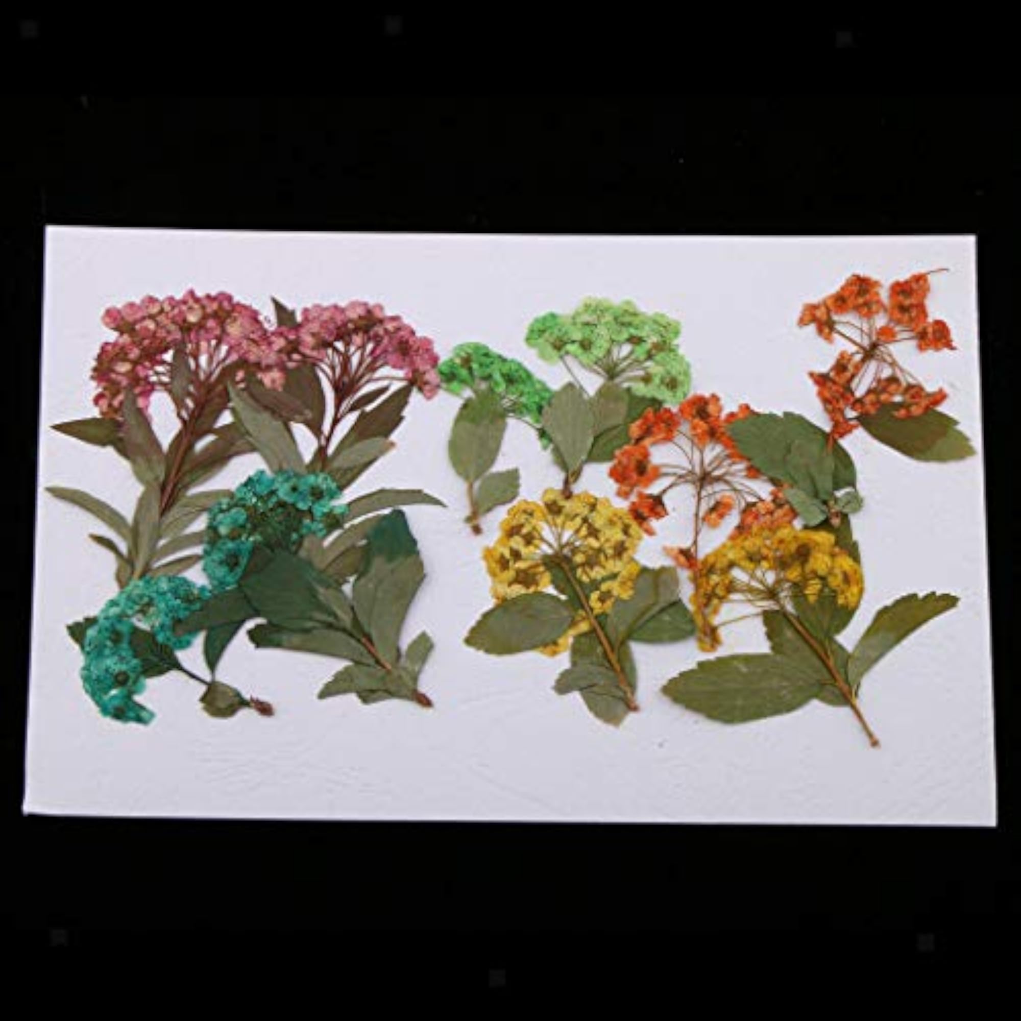 10pcs Real Pressed Dried Flowers Daffodil Narcissus for DIY