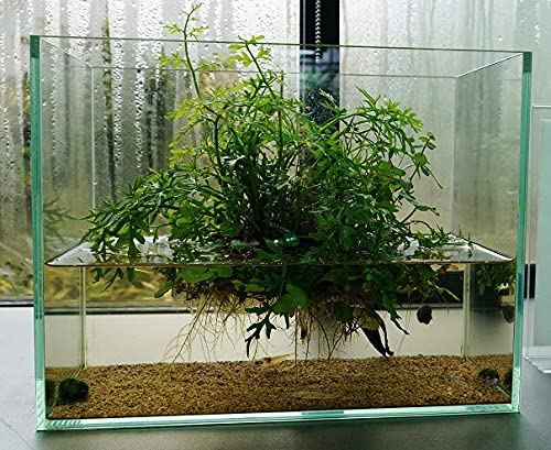 Parko Home Decoration Turtle Aquarium Tank Beautiful Fashion Clear Glass Mini Fish Tank Aqua Habitat Aquarium Tank Only (Colour May Vary)-image-10