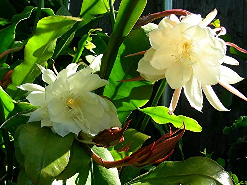 Colibrox 2 Pcs Cuttings White Orchid Cactus Epiphyllum Oxypetalum #TOP1