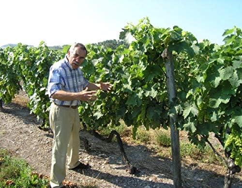 Amazon Co Jp ポールジロー 35年 ブランデー 700ml 食品 飲料 お酒