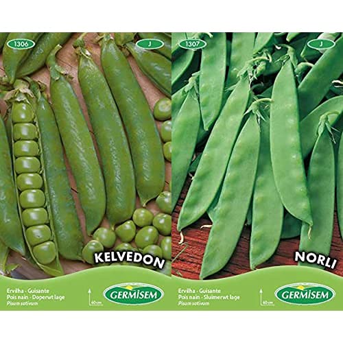 Germisem Erbsen EXPRESS + Germisem Zuckererbse CAROUBY