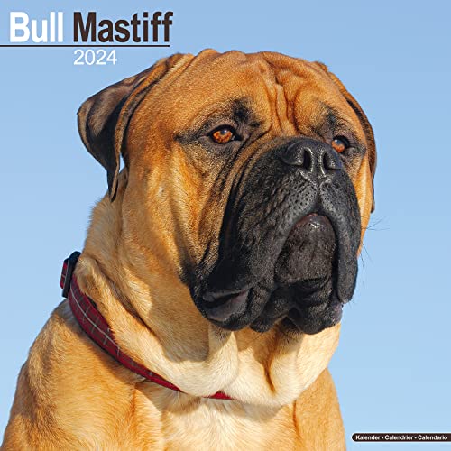 Bull Mastiff Calendar 2024 Square Dog Breed Wall Calendar - 16 Month