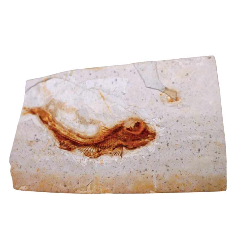 Amazon.com: Fish Fossils Real Rock Prehistoric Hand-Picked from