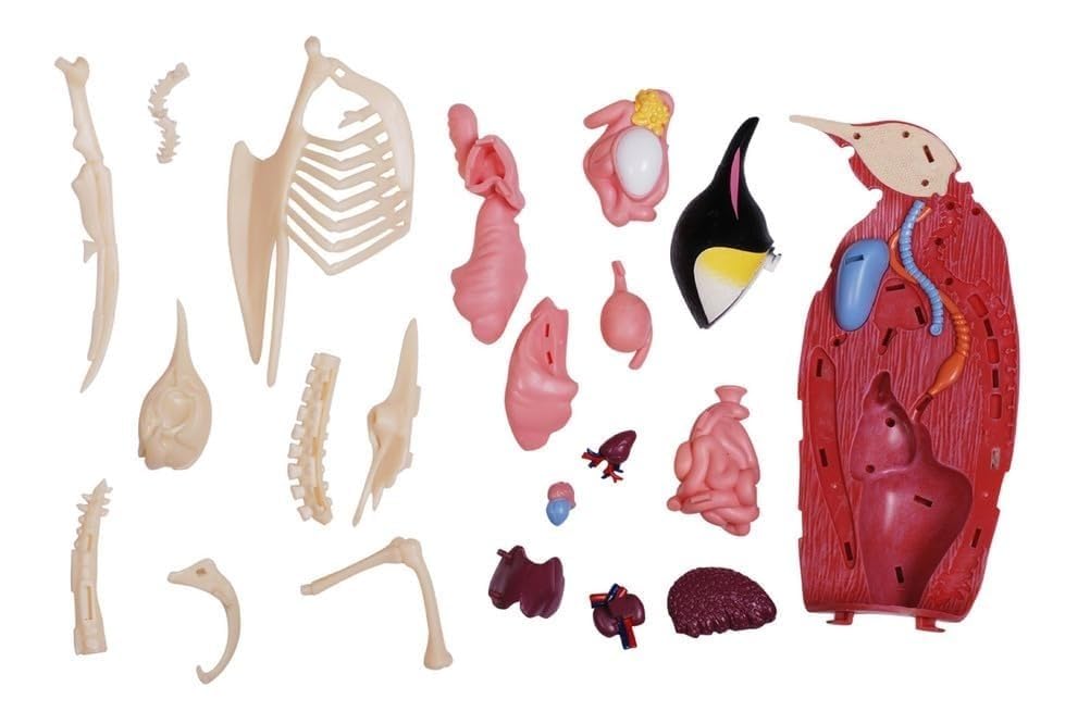 Model anatomiczny pingwina 4D – 28 odłączanych narządów i okaz szkieletu – biologiczny model anatomiczny zwierzęcia do nauczania weterynarii, zajęć z biologii i badań naukowych