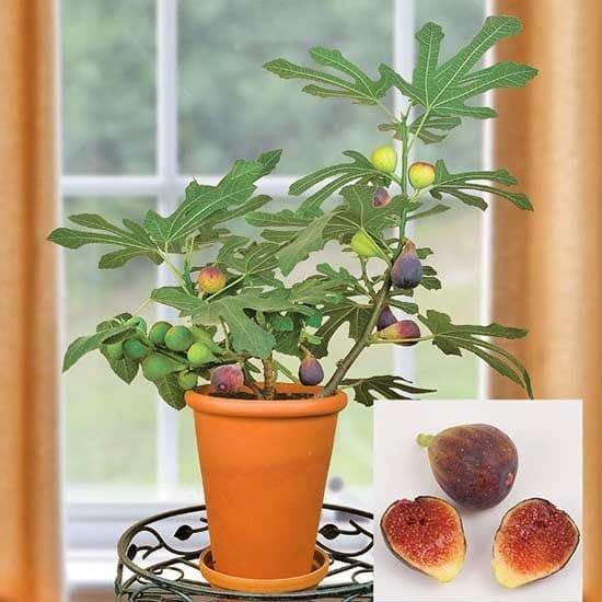 Grafted Fig hybrid live healthy plant pack of 1-picture-10