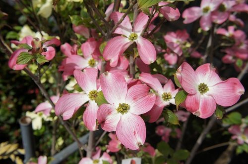 Amazon | ハナミズキ 苗木 赤花 接木ポット苗 庭木 落葉樹 シンボル