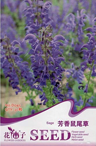 Portal Cool Confezione Originale 30 Seme Profumato di Salvia Saivia Farinacea Pianta aromatica alle erbe D045