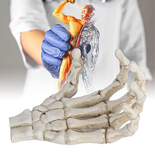 Image of Yosoo Halloween Skeleton Hands,High Hardness Light Weight Hand Bone Ornaments,Providing Medical Students with Hand and Wrist Structure and Descriptive Details