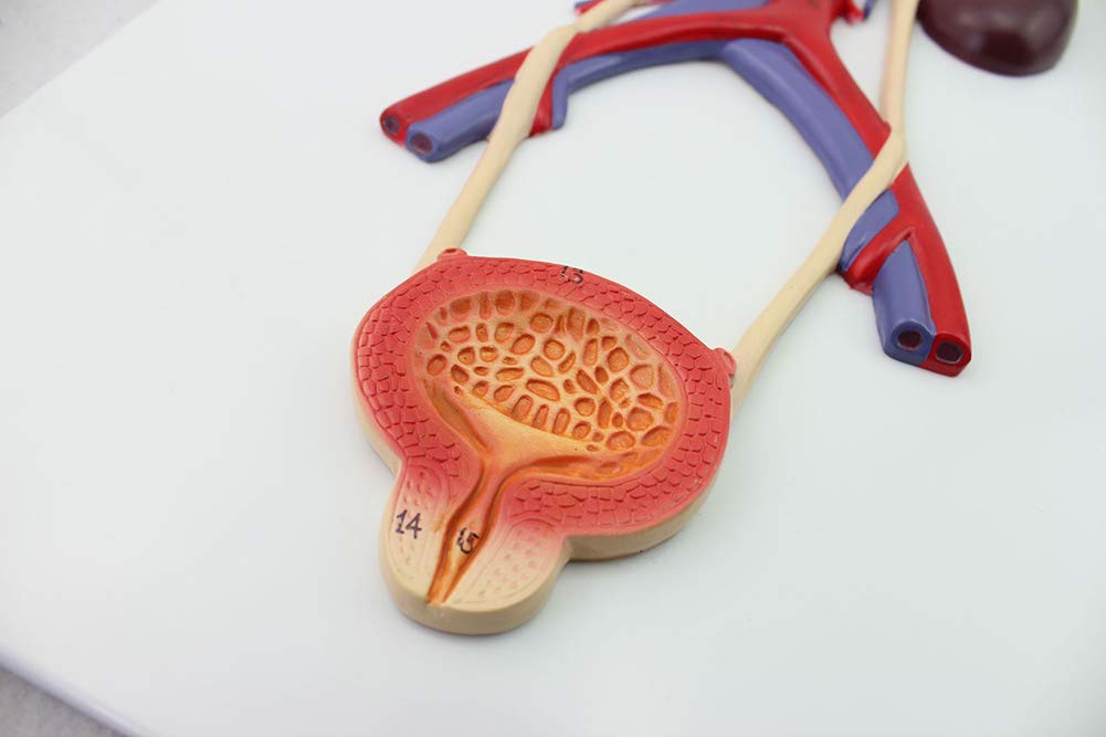 Model dydaktyczny, model układu moczowego, medyczny anatomiczny model układu moczowego człowieka, materiał PVC Model anatomiczny narządów ludzkich do wyświetlania w badaniach Model medyczny