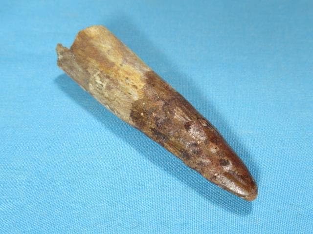 スピノサウルスの歯 56mm 恐竜の歯 化石 楽天市場】【送料無料