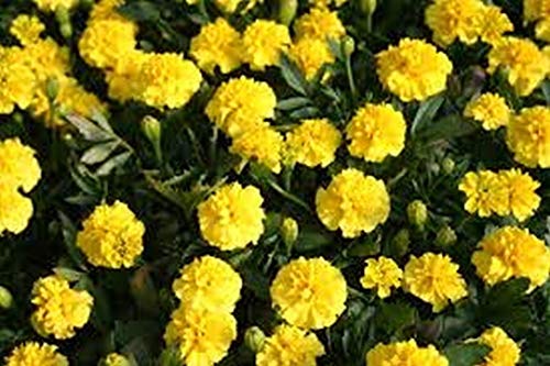Potseed Caléndula Tagetes Erecta- Amarillo- 50 Semillas de Bogo 50% de Venta