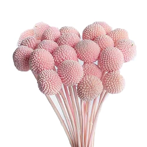 30 flores naturales secas Craspedia Billy Balls rosas miniatura 1