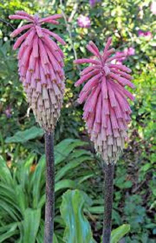 25 Pink South African Torch Lily Hot Poker Flower Seeds Perennial Seed