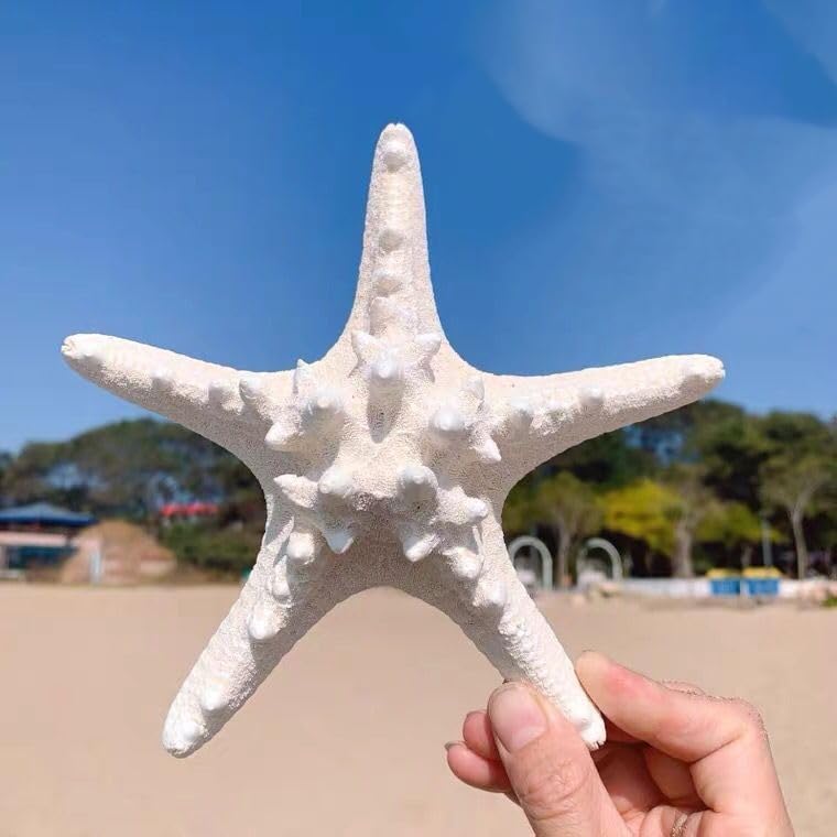 YZHZOM Natural Real Starfish, Starfish Decor, Star Fish Shells Decorations Flat Sea Stars for Beach Crafts, Wedding Ocean Themed Home Accent Decor (1pcs 5-6inch)