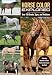 Horse Color Explored: Over 150 Breeds, Types, and Variations