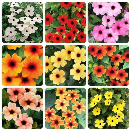 300+ Perennial Thunbergia Flower Seed for Planting-Non-GMO Heirloom Eyed Susan Vine Flower Seed Garden Home