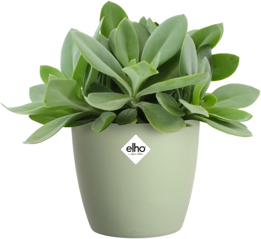 elho Brussels Round 16 - Flower Pot for Indoor - 100% Recycled Plastic - Ø 16.0 x H 14.7 cm - Green/Sorbet Green