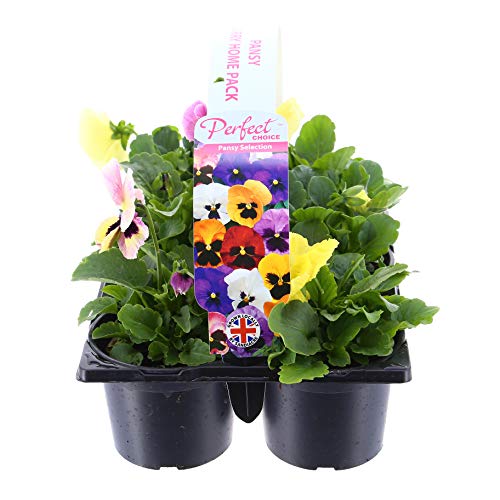 Pansy Mixed Selection Carry Home Pack - 6 x 10.5cm Pots (Live Plants)