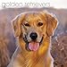 Golden Retrievers Wall Calendar (2017)