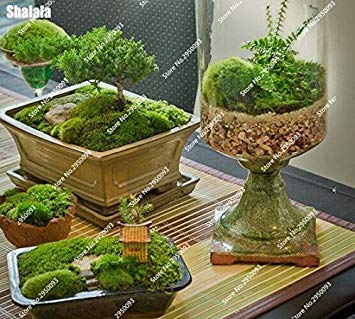 Moos Garden Bonsai Krutergarten Pflanzensamen - 50 Samen Exotische Moos  Deko Fr Steingarten Und Zimmer