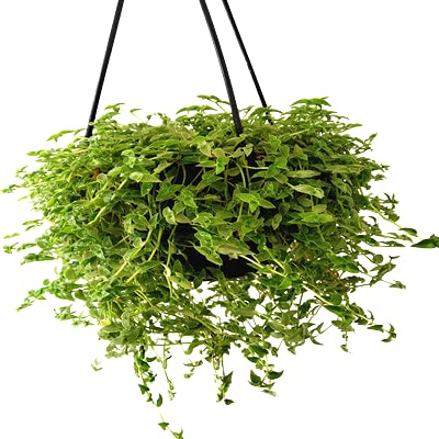 Ashokavanam Turtle Vine Evergreen Plant with Hanging Pot (Callisia repens) (B097CLHB6K) Amazon Price History, Amazon Price Tracker
