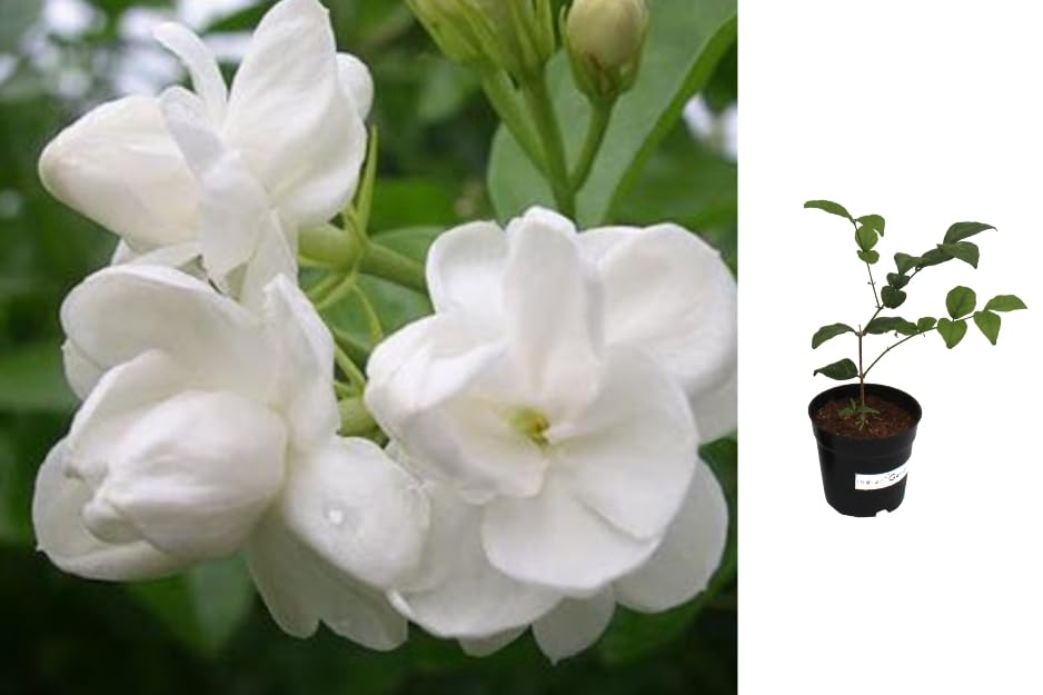 Indian Gardens - 3 Layer/Gundu Malli Jasmine live plant | Indoor & Outdoor Plant | Adukku Malli Jasmine | White Jasmine (4" (Min : 2)) (B0CG3KLDFG) Amazon Price History, Amazon Price Tracker