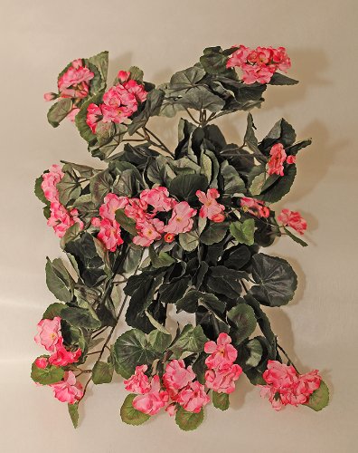 Cadente Di Geranio Fiorito A 11 Diramazioni