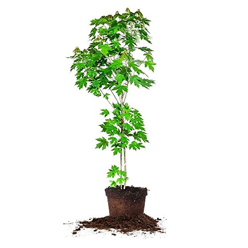 Autumn Blaze Maple (5-6 ft)