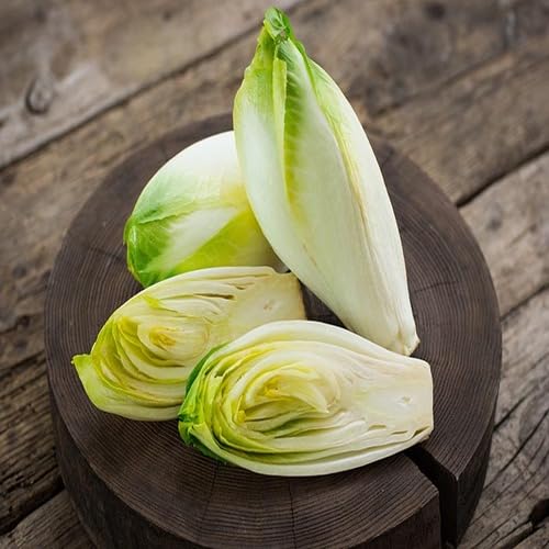 Endive Vegetable Seeds Green White 30pcs