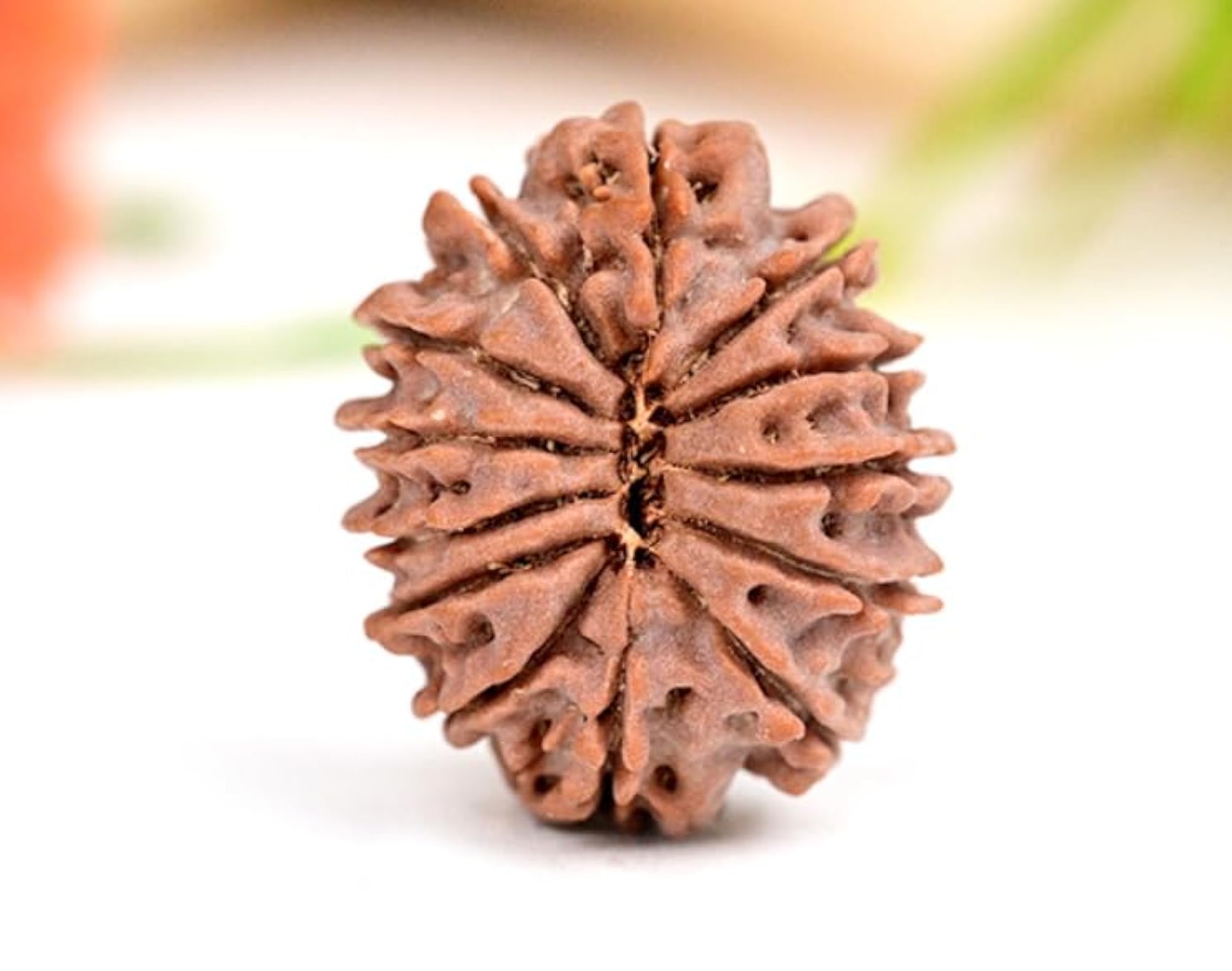 Thirteen Faced Rudraksha Original Certified Spiritual Bead