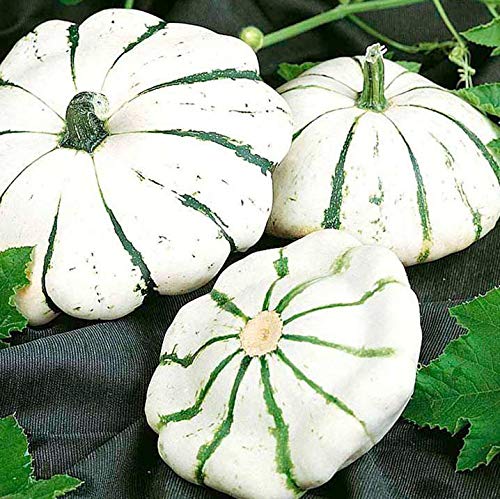 ScoutSeed Suttons Seeds Squash F1 Jaune de Vert