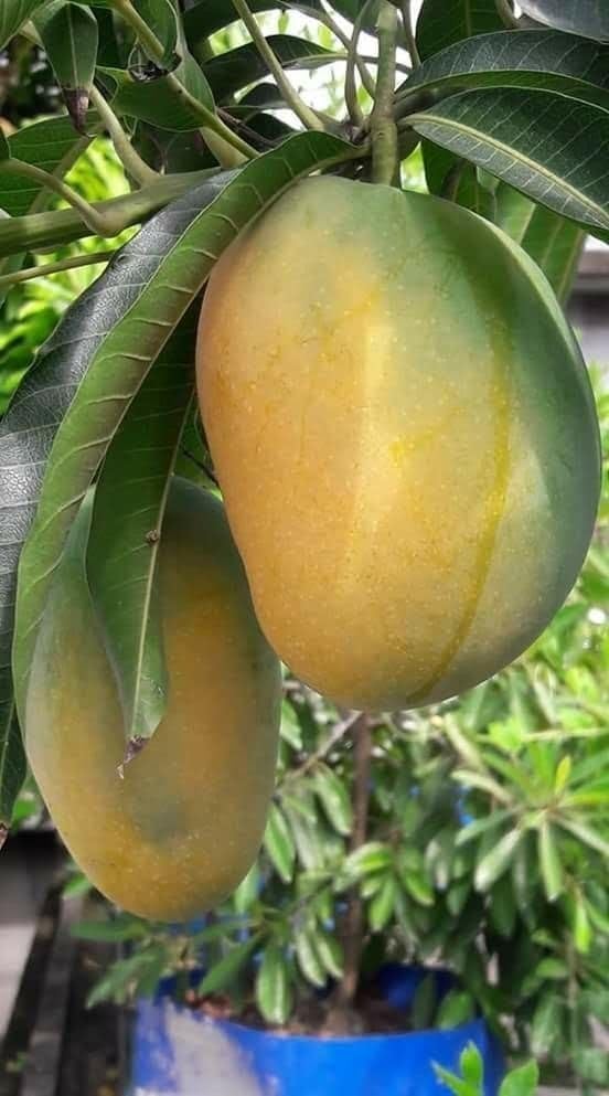 DIARAA All Time Mango Plant GRAFTED Hybrid Thai variety Alltime Mango Fruit Plant Pack Of 1 Live Fruit Plant baramasi all season amm ka paudha garranty fruiting in 3 months. Plant For Home Garden 2