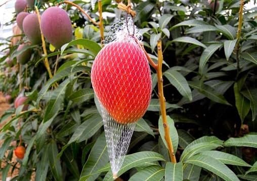 Image of Original Japanese Miyazaki Mango plant Grafted (2.5 to 3 Feet) Hybrid' Pack Of 1 Verified Quality Healthy Live grafted Plant Taiyo No Tamago Eggs Of Sun