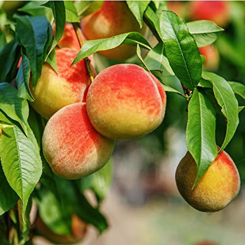 Bonanza Peach Seeds Large Fruit Sweet Delicious Flavor Juicy Ornamental Self-Pollinating Patio Container Garden Indoor Outdoor 10Pcs Fruit Tree Seeds By Yegaol Garden #TOP5