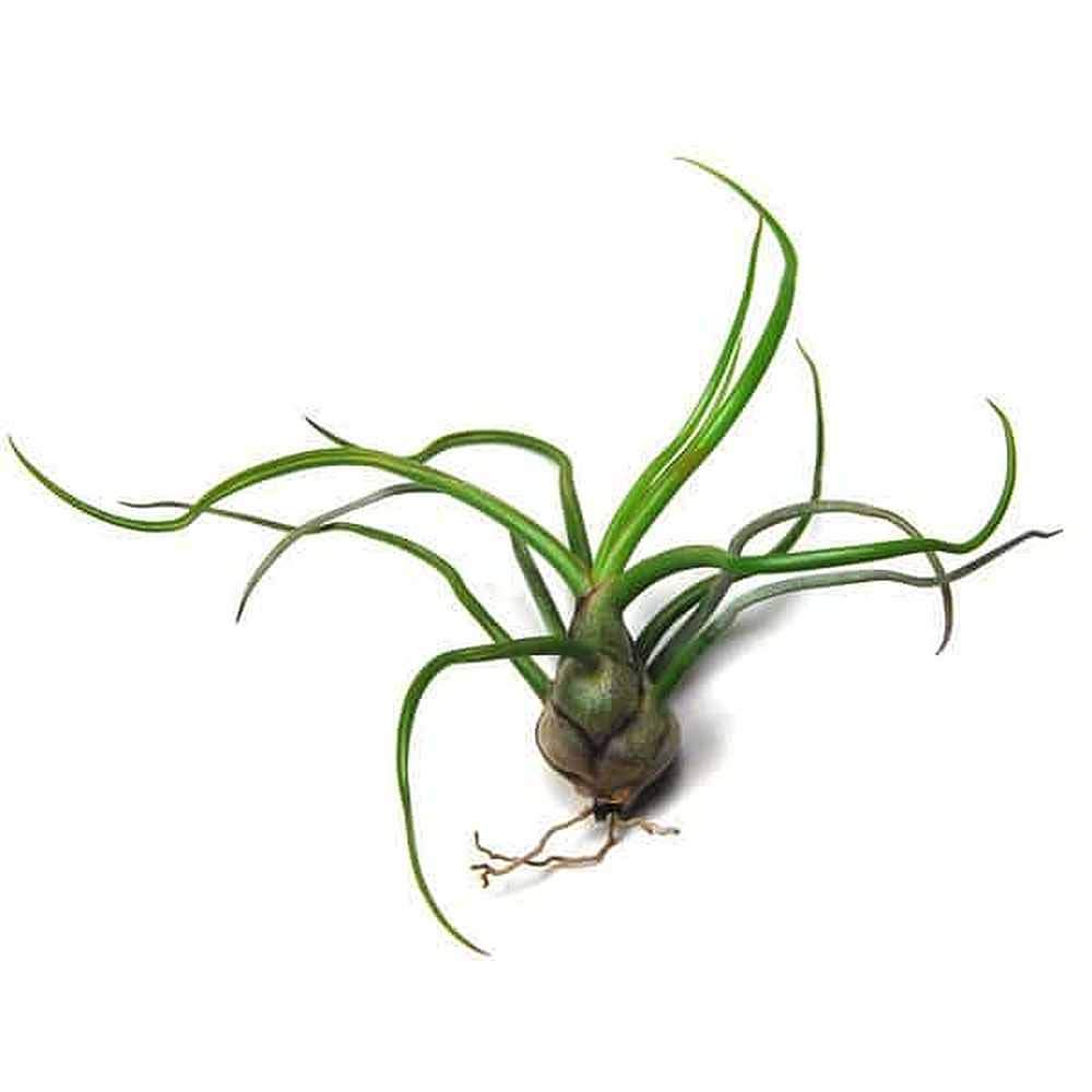 Air Plant - Easy to Keep House Airplant - Tillandsia Gift Bromeliad (Bulbosa)