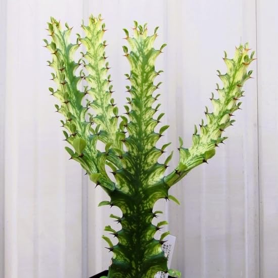 Amazon.co.jp: 『ユーフォルビアトリゴナ 黄斑＊Euphorbia trigona 