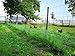 Stabiler Wildzaun 50m von Aquagart 150/13/15 Zaun Höhe 150 cm, 13 Horizontaldrähte Maschenbreite: 15 cm + 1 Drahtspanner Drahtzaun Forstzaun Weidezaun Knotengeflecht Maschendraht verzinkt