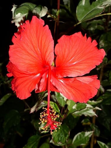 Snow Queen Hibiscus image
