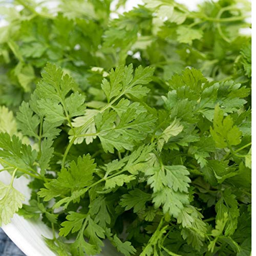Chervil Curled - Herb Seeds - Anthriscus Cerefolium | | Grow Your Own Fresh Herbs