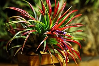 Tillandsia Flabelleta Rubra - Live Red Air Plant for House Terrarium Vivarium Decoration Gift - No Soil Airplant