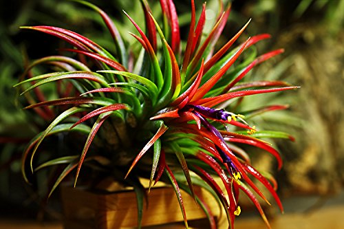 Tillandsia Flabelleta Rubra - Live Red Air Plant for House Terrarium Vivarium Decoration Gift - No Soil Airplant