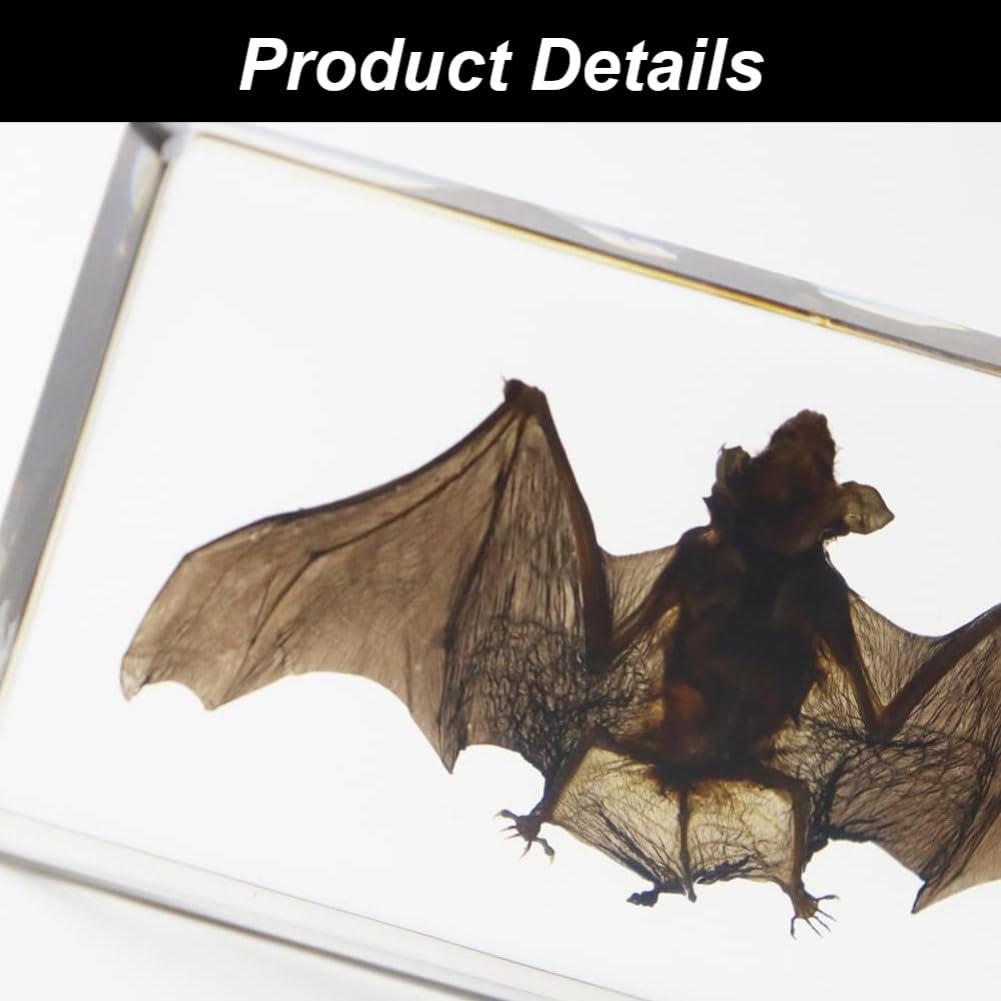 DRXRD Taxidermia de Murciélago Real, Espécimen de Murciélago en Resina Transparente, Adorno Artesanal de Murciélago, para Comprender la Estructura del Cuerpo del Murciélago M
