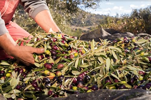 Carbonell - Aceite de Oliva Virgen Extra, Sabor Frutado, Equilibrado y con Notas Frutales y Herbáceas, para Uso Frío como Aliñar y Marinar - Lata 5 L