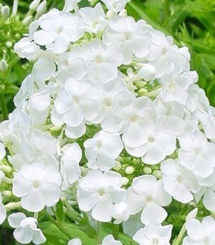 NUOVO!! 30+ FRAGRANTI SEMI LUMINOSO BIANCO PHLOX fiore/PERENNE