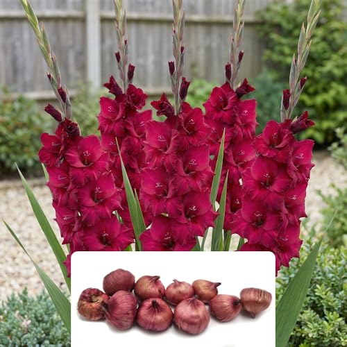 10 x Gladioli Plum Tart Bulbs Magenta & Deep Purple Summer Flowers Perennials Great for Cut Flowers Bee & Butterfly Friendly Garden Ready for UK Growing Conditions