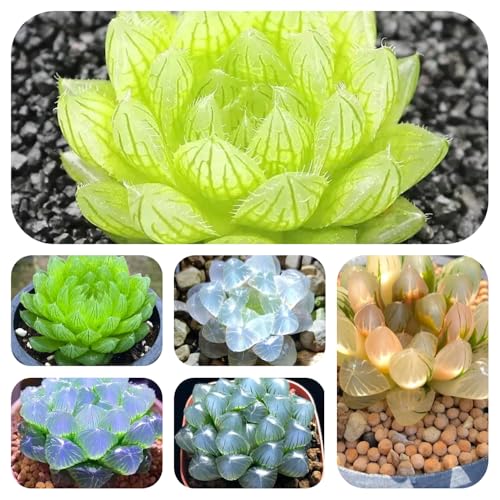 sukkulentensamen kaufen, succulent outdoor bienenfreundlich balkon mehrjährig verschönern bodendecker 100pcs