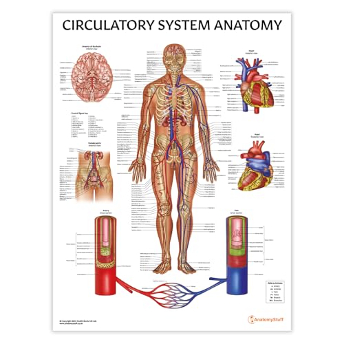Système circulatoire en tableau d'anatomie de 45 x 60 cm pour décorer un cabinet de kinésithérapie