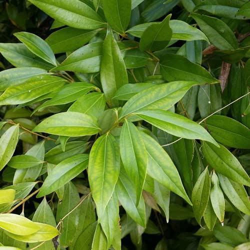 GreenCaart Bay Leaf Plants, Live Indian Bay Leaf Plant, Tejpatta Spice