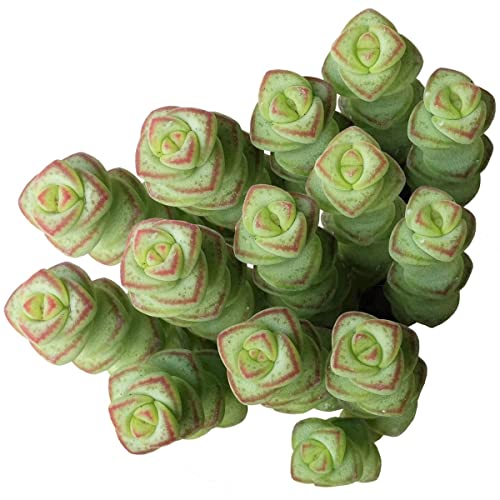 Live Succulent 4 Inch Crassula Baby Necklace Worm - Succulents Plants Live - Rare Succulent Plants Live - Unique Succulents Plants Live - Cacti & Succulent Plants #TOP22